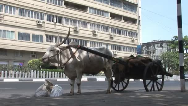 Ox and cart wait in a street in Mumbai — Stock Video