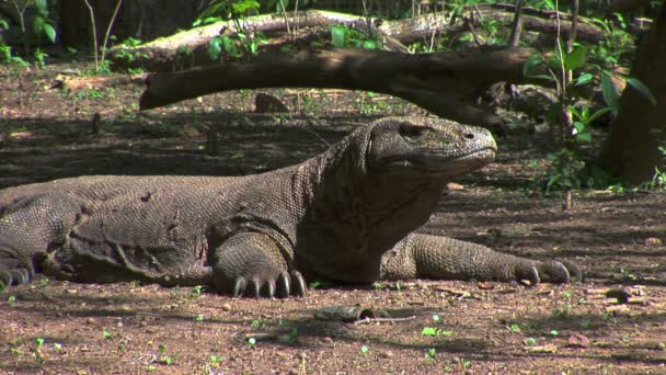 Stationaire Komodovaraan in de bossen van Komodo eiland Indonesië — Stockvideo