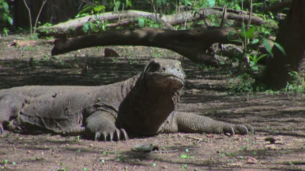 Stacjonarne Komodo Smok w lasach Komodo Island Indonezja — Wideo stockowe