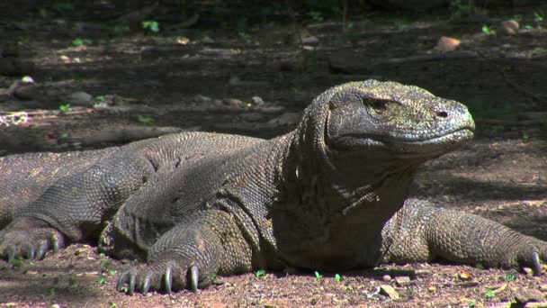 Sabit Komodo Dragon Komodo Adası Endonezya ormanlarında — Stok video