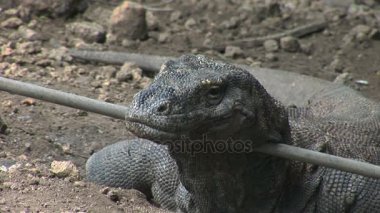 Sabit Komodo Dragon Komodo Adası Endonezya ormanlarında