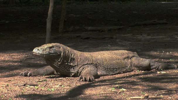 Stacionární Komodo Dragon v pralesích Indonésie ostrov Komodo — Stock video