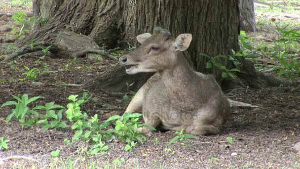 Javan rusa deer in the forest of Komodo Island, Indonesia — Stock Video