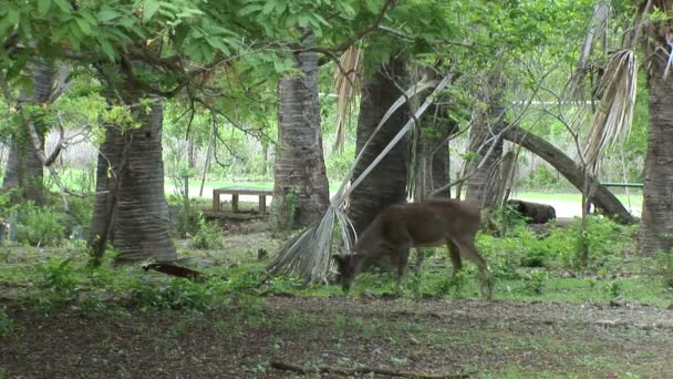 Cerf Javan rusa dans la forêt de l'île de Komodo, Indonésie 