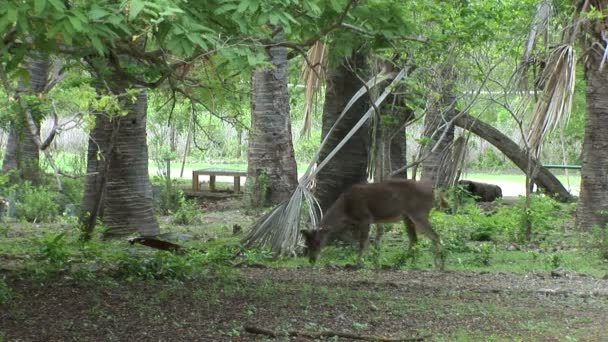 Яванський олені rusa в лісі Комодо, Індонезія — стокове відео