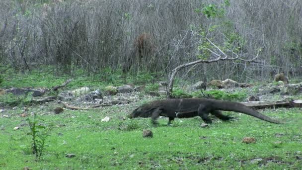 Komodo dragón caminando por el ciervo ruso Javan — Vídeos de Stock