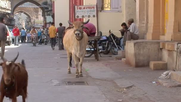 Бык на улице в Порбандаре, Индия — стоковое видео