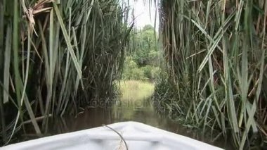 Tekne Turu ayrıntılı mangrov ormanları