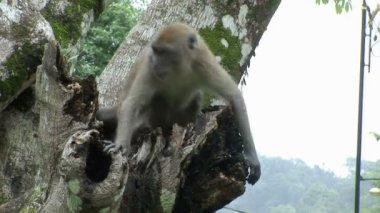 Bali, Endonezya güneyinde uzun kuyruklu makak