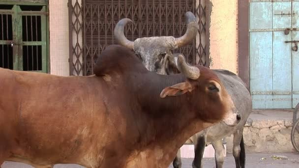 Buey en una calle en Porbandar, India — Vídeos de Stock