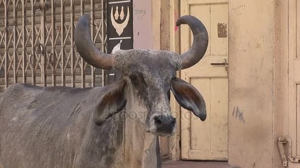 Oxe på en gata i Porbandar, Indien — Stockvideo