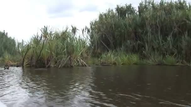 Путешествие на лодке через мангровые леса — стоковое видео