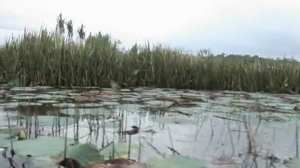 Perjalanan perahu melalui Hutan Mangrove — Stok Video