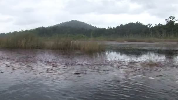 Lodí přes důkladné mangrovové lesy — Stock video