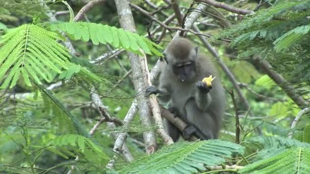 Macaco de cola larga en el sur de Bali, Indonesia — Vídeos de Stock