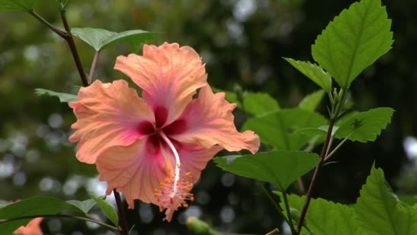 Rose gekleurd hibiscus in Perdana botanische tuin — Stockvideo