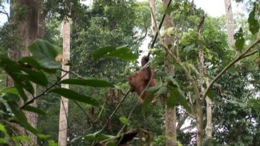 Orangutan bir ip salıncak