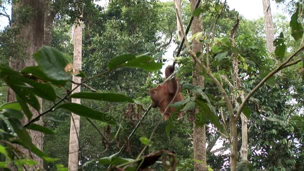Орангутанг качается с веревки — стоковое видео