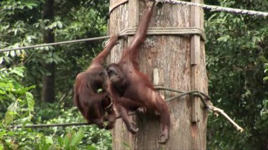 İki Orangutans damat olan Borneo adasında