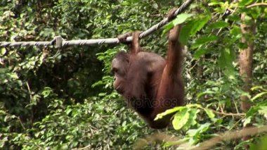 Orangutan bir ip salıncak