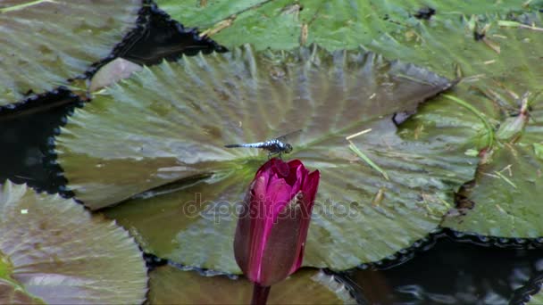 蜻蜓在水百合上 — 图库视频影像
