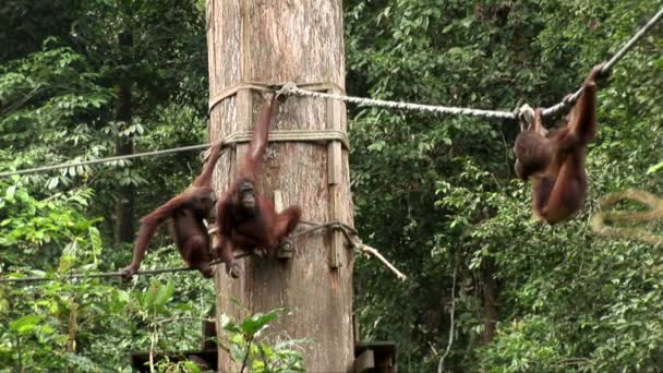 Orangutanger swing från ett rep — Stockvideo