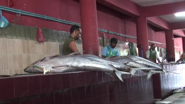 Vishandelaren verwerken tonijn in Maldiven — Stockvideo