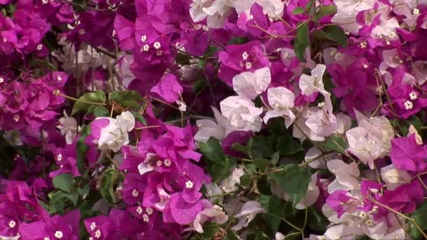 Beautiful purple flowers in Oman — Stock Video