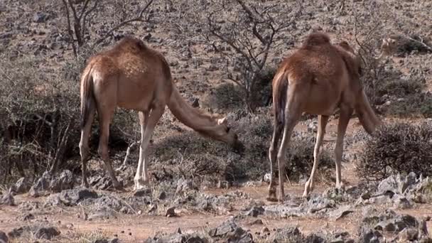 I cammelli pascolano nel deserto dell'Oman — Video Stock