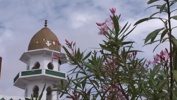 Vackra blommor bredvid en moské i Oman — Stockvideo