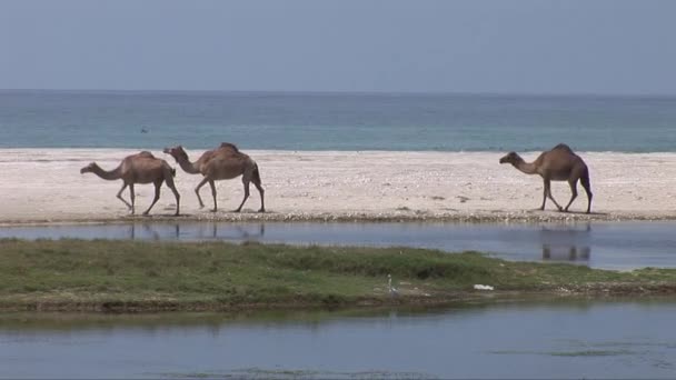 Kamelen wandelen langs strand in Oman — Stockvideo