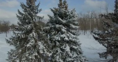 Hava kamera sinekler yan kar çam ağaçlarıyla kaplı.