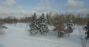 Kar doğru hava kamera uçar çam ağaçlarıyla kaplı