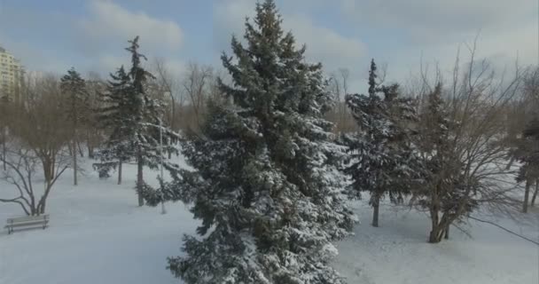 雪に向かってゆっくりと空中カメラ ハエ覆われた松の木 — ストック動画