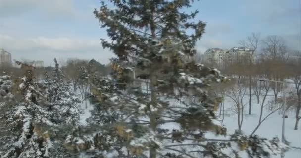 Caméra aérienne survole des pins enneigés — Video