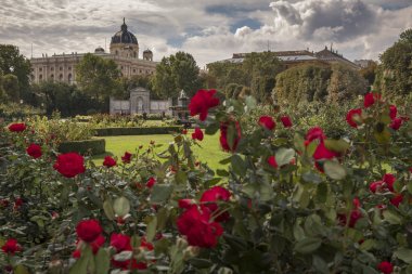 Red roses in Volksgarten Vienna