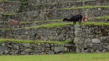 Lama Machu Picchu Peru Highlands, sisli bir gün içinde bir teras üzerinde