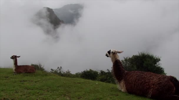 Lamas Auf Einem Nebligen Hang Machu Picchu — Stockvideo