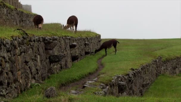Lama Een Terras Een Mistige Dag Machu Picchu Peruaanse Hooglanden — Stockvideo