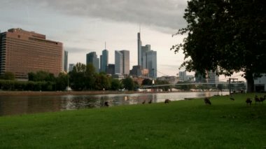 Statik, düşük açı sabah erken klip Frankfurt manzarası ve Main Nehri. Ördekler ön planda çimenlerin üzerinde yürüyüş