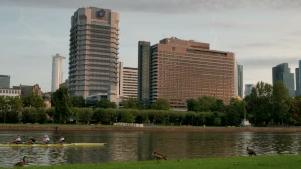 Camera Tracks Rowers River Main Frankfurt Skyline Ducks Walk Grass — Stock Video