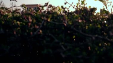 Kamera jib stil telaşı Clifton asma köprü Avon İngiltere'de ortaya çıkarmak için arkasından yükselir. Bahar akşam atış