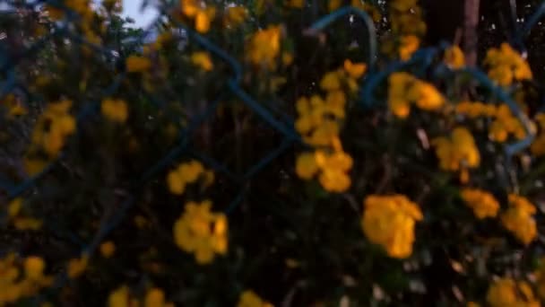 Camera Stijgt Jib Stijl Uit Het Verleden Bloemen Boom Laten — Stockvideo