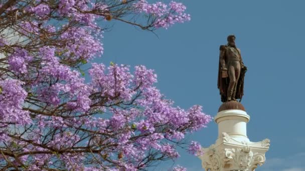 Lång Nära Klipp Statyn Pedro Rossio Square Inramad Blommande Jakarandaträd — Stockvideo