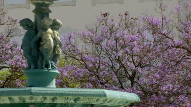 Kwitnące Drzewa Jakaranda Placu Rossio Lizbonie Otoczone Fontanną — Wideo stockowe