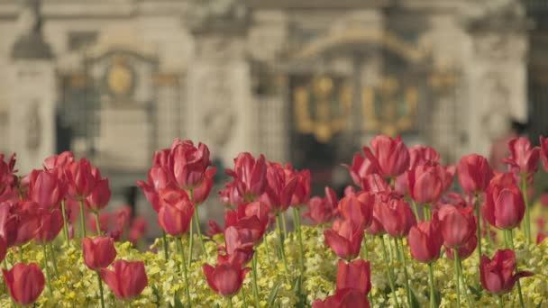 ロンドンのバッキンガム宮殿の前で赤と黄色の花を閉じます 宮殿の門は背景に集中しています — ストック動画