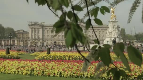 カメラは春のロンドンでバッキンガム宮殿とビクトリア記念館の広いショットを明らかにするために木の枝から降下します — ストック動画