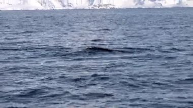 Gentoo pengueni Antarktika 'daki Antarktika Yarımadası yakınlarındaki Neko Limanı' nda suya dalıyor