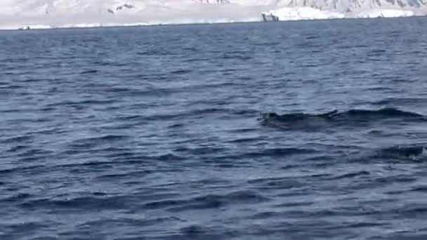 Пингвины Gentoo Воде Гавани Нэко Близ Антарктического Полуострова Антарктида — стоковое видео