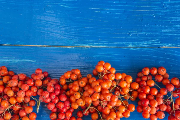 Rowanberries ile sonbahar kompozisyon 